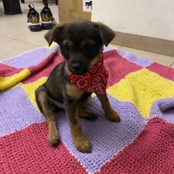 PET SCARF AND COLLAR  - Picture 11 of 12